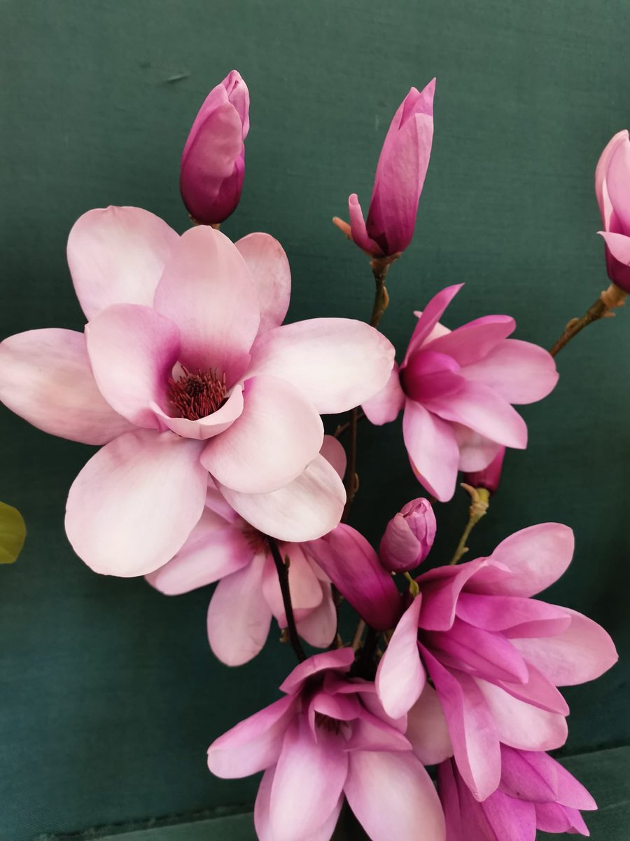 RHS Garden Rosemoor tweet media