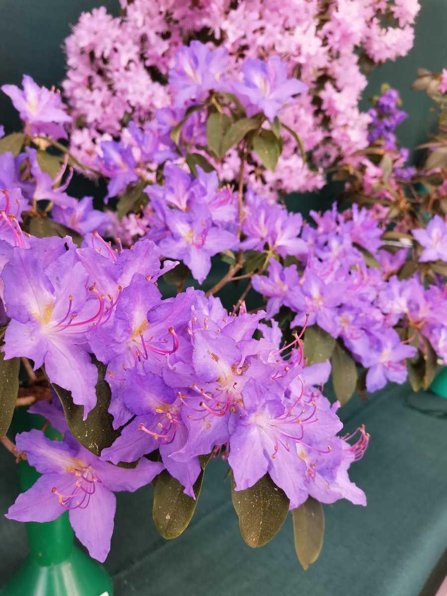 RHS Garden Rosemoor tweet media