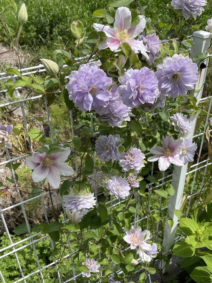 mako55truth's tweet photo. クレマチス『もも』が続々と開花💕
👇

https://t.co/k9WrWmg8l1

#クレマチス  #もも #ルリオコシ #ガーデニング #わたしの庭 https://t.co/PXpqivmYJU