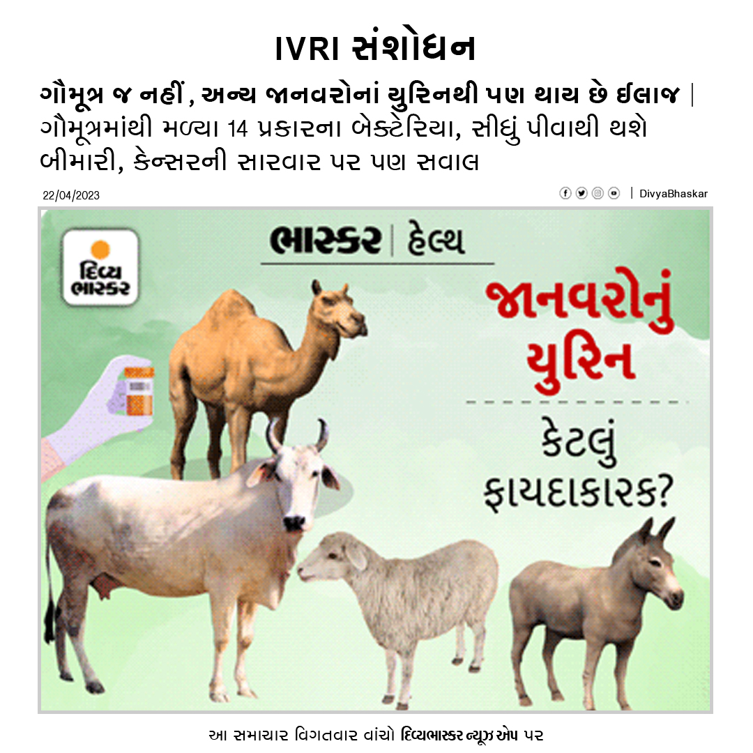 Divya_Bhaskar's tweet photo. ગૌમૂત્ર જ નહીં, અન્ય જાનવરોનાં યુરિનથી પણ થાય છે ઈલાજ : ગૌમૂત્રમાંથી મળ્યા 14 પ્રકારના બેક્ટેરિયા, સીધું પીવાથી થશે બીમારી, કેન્સરની સારવાર પર પણ સવાલ - https://t.co/yeEQoFb7Ka
Download Divya Bhaskar App : https://t.co/oNZgPvNeh8
#GauMutra | #Cancer | #BhaskarHealth https://t.co/5Y69YLGCEi