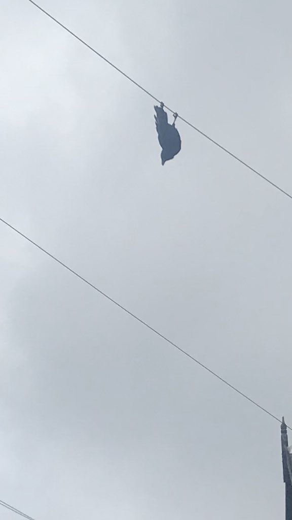 metommytur's tweet photo. #batbird #batman this bird thinks itβs a bat π¦ #UpsideDown https://t.co/7D42YRt9p1