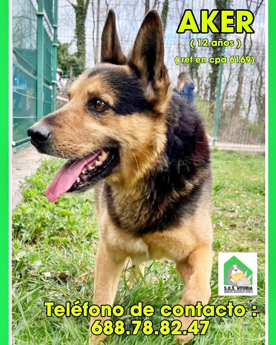 SosAbuelos1's tweet photo. #VITORIA 
Este peludo de 12 añitos, es #AKER. Un abuelete independiente pero maravilloso, que no rechaza su ración de mimos.

El pobre ha perdido a su fiel amigo humano. No entiende su nueva situación y cada vez que sale al patio busca desesperadamente la salida 😔

Convive con una hembra sin problemas, no está testado con machos.

Aker busca una familia que lo quiera.

Ref- 6169
688788247