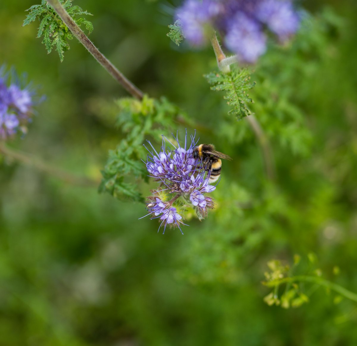 Angus Soft Fruits tweet media