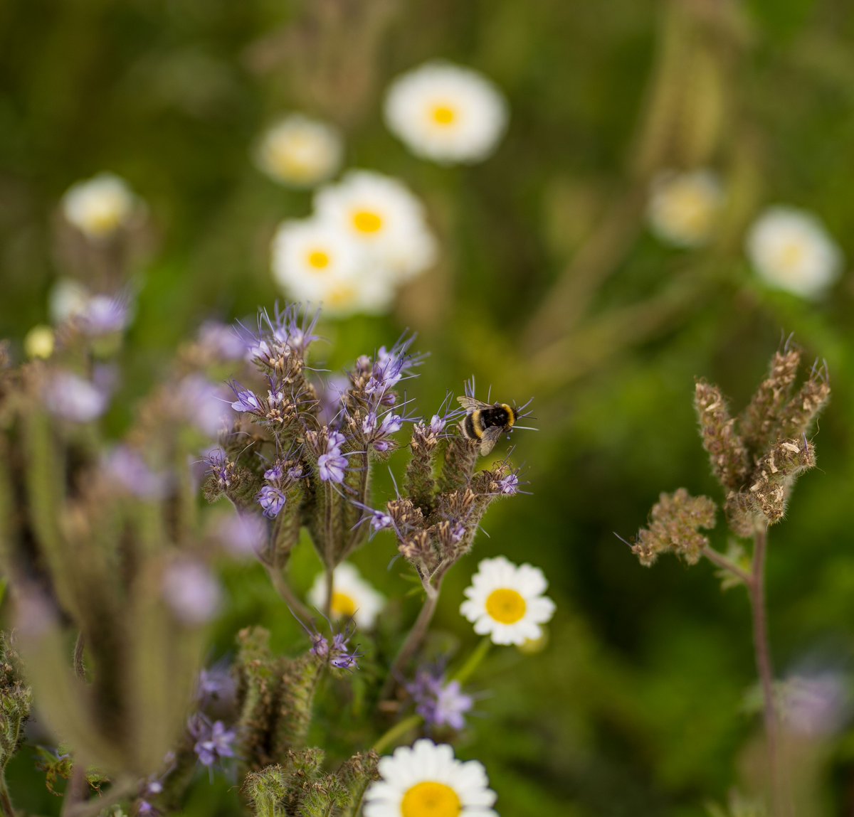 Angus Soft Fruits tweet media