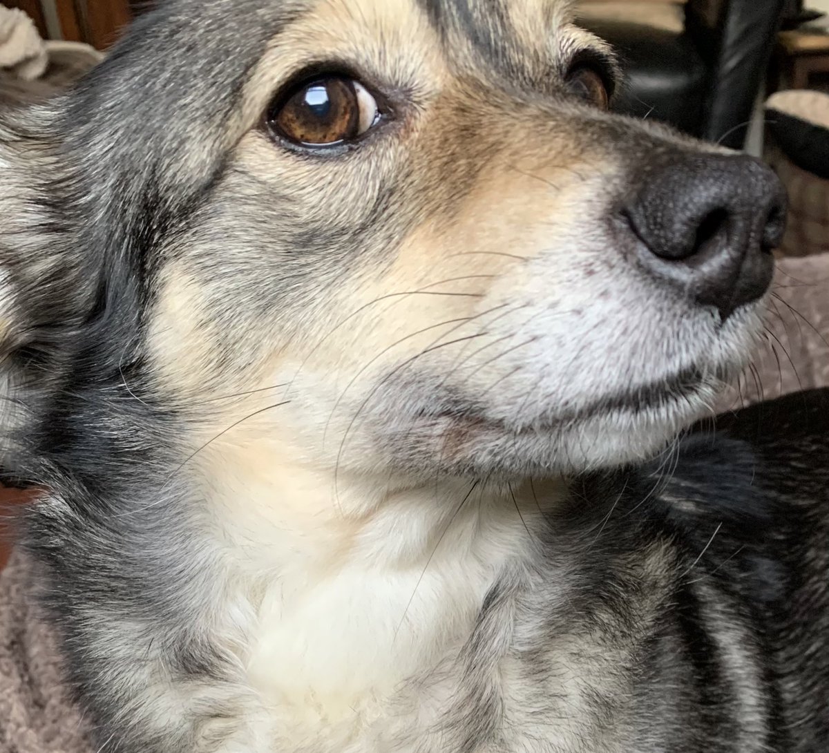 Lying low dis mawnin pals. Managed to stone me paw into Muvver’s eyeball 😬😬 not me best effert wen it comes to Startin da day I I means to continyoo 😳😳😳

Ope yoo haffin betta start to da weekend ❤️😘🥰🤗😍❤️