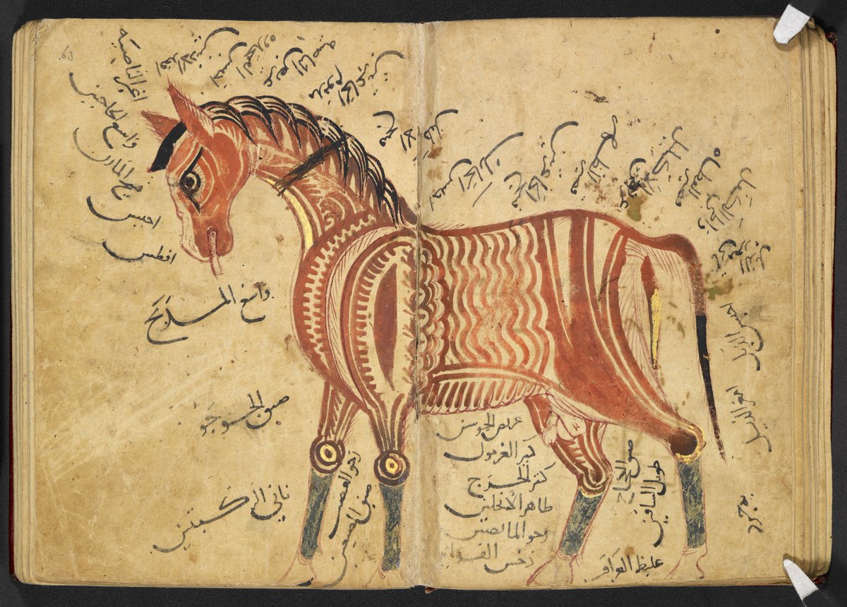 The long-awaited 'Animals' <a href="/britishlibrary/">British Library</a>  is open at last! A treat for everyone featuring animals in art, science and sound. Book your ticket here bl.uk/events/animals