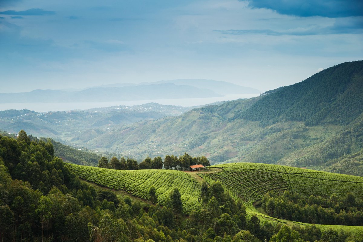 visitrwanda_now's tweet photo. Happy #EarthDay!

📍 @VolcanoesPark &amp; @NyungwePark 

#VisitRwanda🇷🇼 https://t.co/jLXVPgJhDr