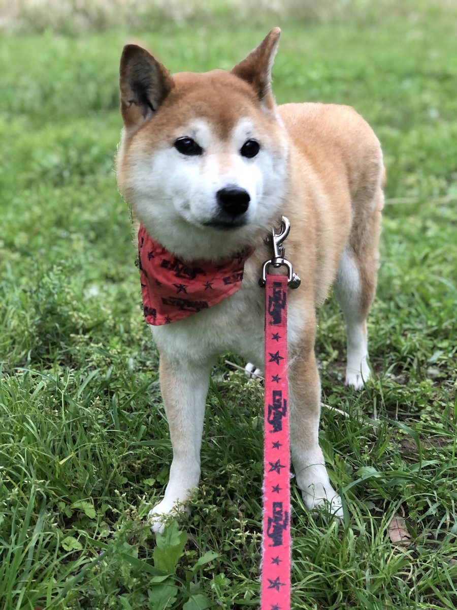 7_Nana83's tweet photo. 夕方のナナ散歩🐕💩➰🚶‍♂️ https://t.co/jRW0TKwAaj