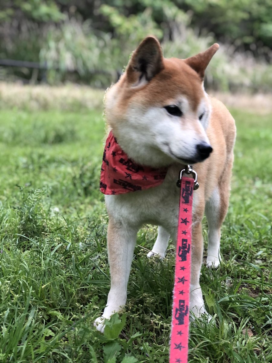 7_Nana83's tweet photo. 夕方のナナ散歩🐕💩➰🚶‍♂️ https://t.co/jRW0TKwAaj