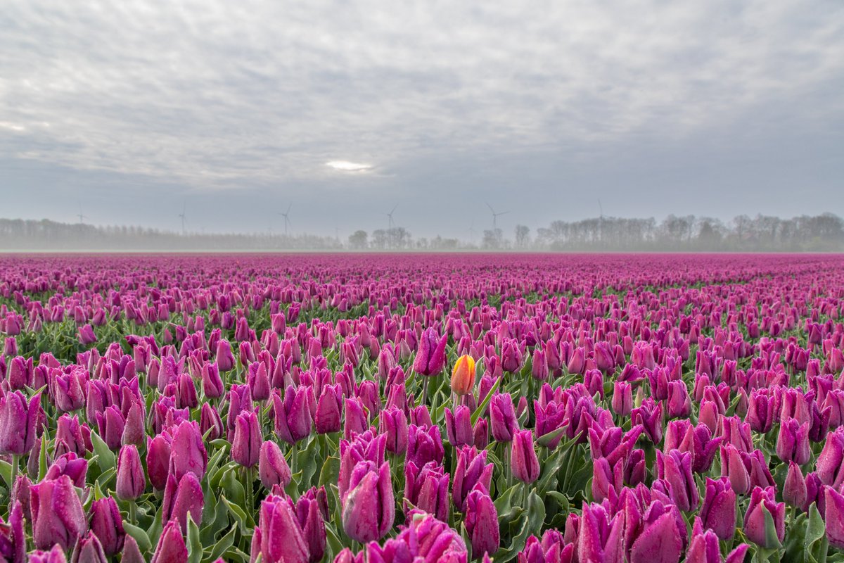 Echt mooi weer was het nog niet vanochtend vroeg en veel tulpen moeten ook nog beginnen met bloeien, maar er is al genoeg kleur te zien in de polder. <a href="/TFlevoland/">Tulpenroute Flevoland 🌷</a> <a href="/Tulpenroute/">Tulpenroute Dronten</a> <a href="/FlevolandWeer/">Flevoland Weer</a> <a href="/weermanrobert/">➡️ Robert de Vries</a>