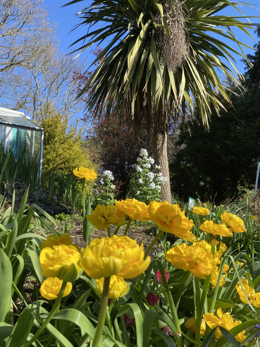 RogerCrookes's tweet photo. Todays tulip - in the school garden, and has been there for many years - one called 'Yellow Pomponette' I believe ... @Ysgoltycoch @taylorsbulbs https://t.co/kwcwenhtYx