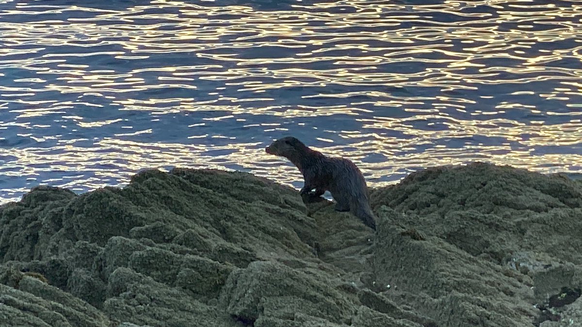 Doune_Knoydart's tweet photo. Today’s #loowithaview comes from Mallaig Harbour where we just dropped off this weeks guests. They’ve had a ‘whale’ of a time with wall to wall sunshine, orcas, otters and even a faint aurora last night https://t.co/1S8sY9tyyP