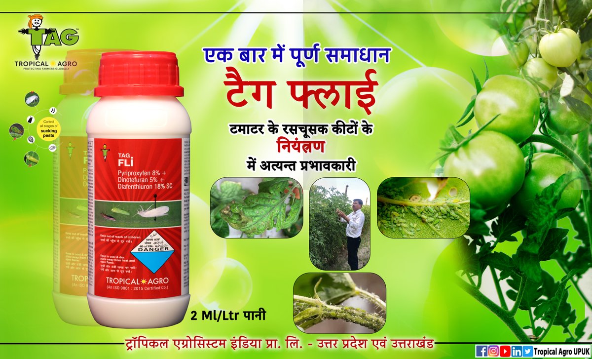 AgroUpuk's tweet photo. 🍅🍅टमाटर🍅🍅 के रसचूसक कीटों के नियंत्रण में अत्यन्त प्रभावकारी 
टैग फ्लाई 
#tagfli https://t.co/pG3VV5FSYJ