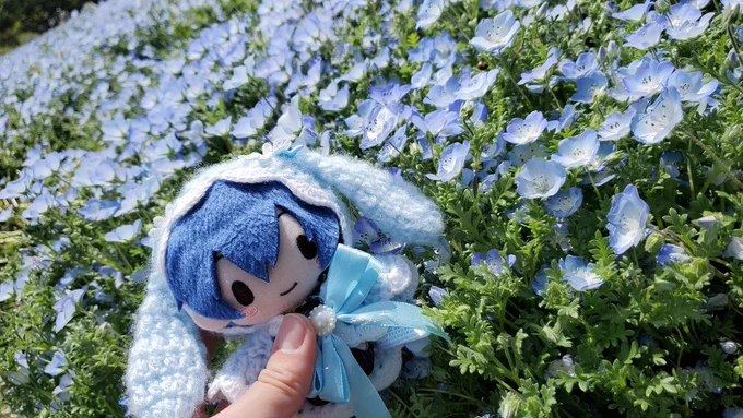 ネモフィラ見に行けました〜〜!!! 