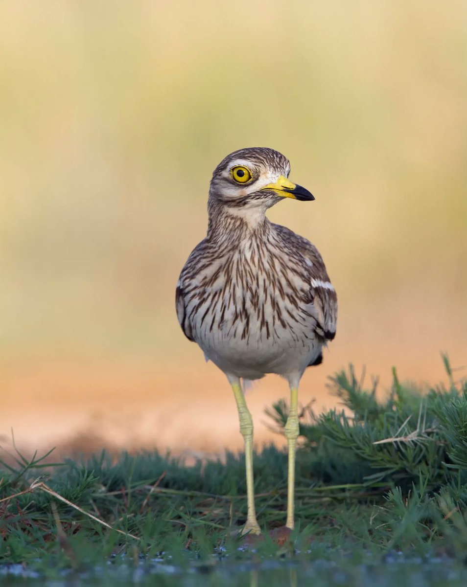NorfolkWT's tweet photo. Tune in to our stone curlew live cam below for absolute SCENES as our incredible stonie parents take shifts incubating their clutch of eggs at NWT Weeting Heath 🎥 

We can't wait to see them hatch! 🐣 
https://t.co/JN7k6d0wh8 

David Tipling 📸  
#StonieCam #OnTheEdgeOfMySeat https://t.co/GUyCqCx1JV