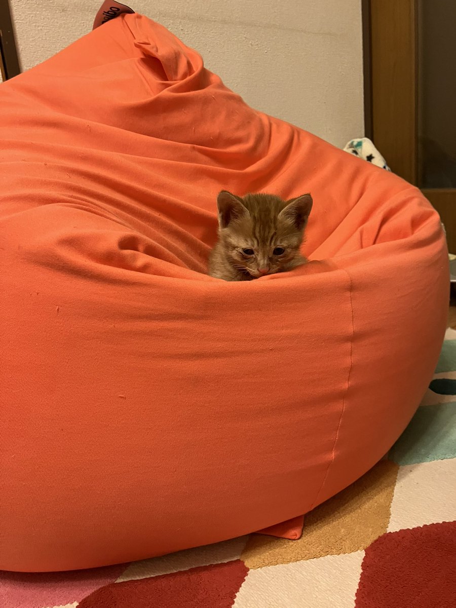 chatnoir0714's tweet photo. 2日前に保護した子猫ちゃん、今日無事に動物病院で健診と駆虫予防完了です😊
生後1ヶ月半ぐらいの茶トラの女の子♀でした😊
名前は天(てん)ちゃんです💕
 #猫のいる暮らし https://t.co/9n4hxmmrf6
