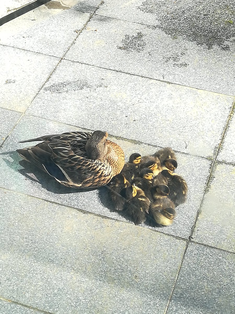 Alerte mignonnitude à la station Courrouze de la ligne b de <a href="/STARmeparle/">⭐ STAR me parle ⭐</a> ! Cette famille nombreuse aura-t-elle le droit à une carte de réduction pour prendre le métro à #Rennes ?