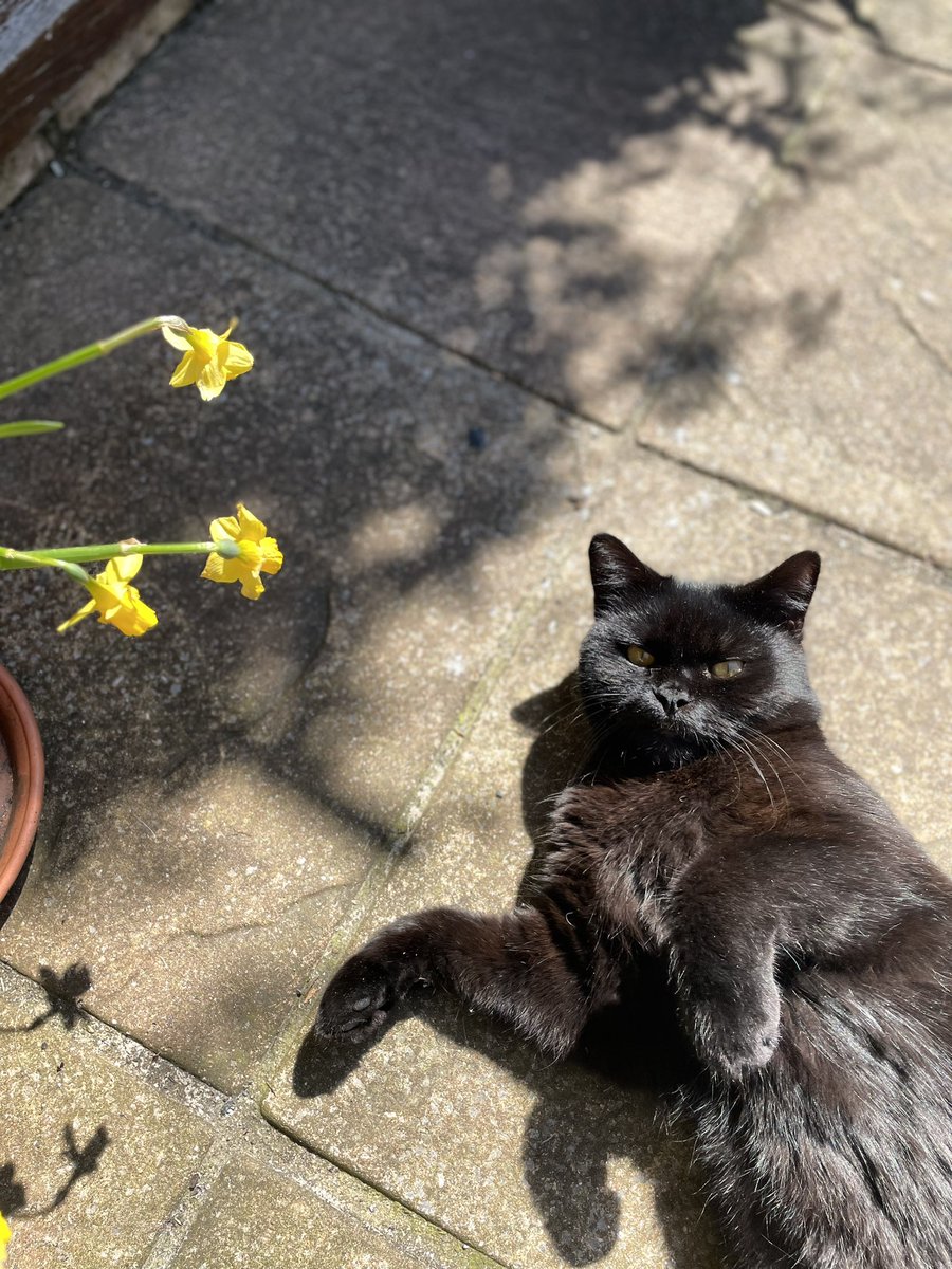 Miss_Horsfall's tweet photo. I agree. My feed is not the same at all, being served all kinds of odd and irrelevant things. I think I need some space Twitter. It’s not me, it’s you. Here’s my final #Caturday https://t.co/X1ngBQ66PW