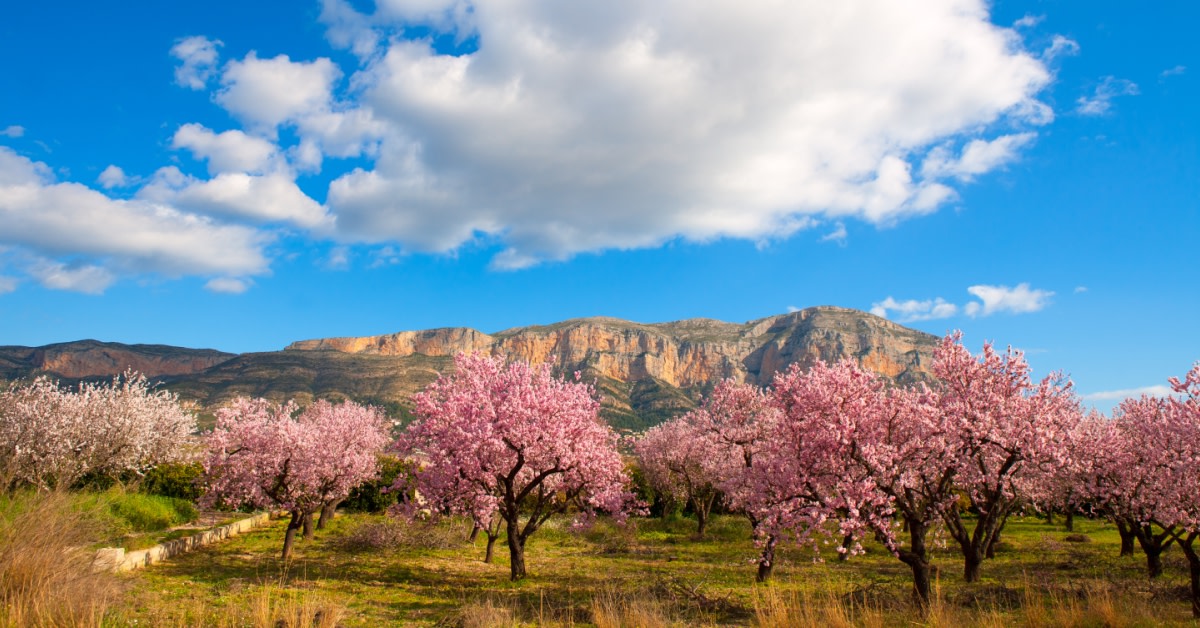 We’ve been blessed with an abundance of natural beauty this season.🌸🤍 Thank you for sticking around and celebrating #Spain's beautiful blossom trees! 🤗

👉 bit.ly/42ISq1w 

#VisitSpain #SpringInSpain #YouDeserveSpain