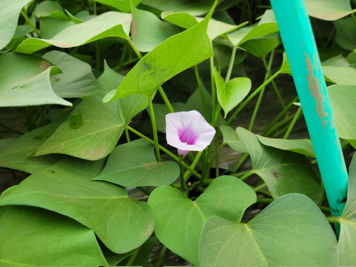 すずほっくりの花。ヒルガオ科さつまいも属。