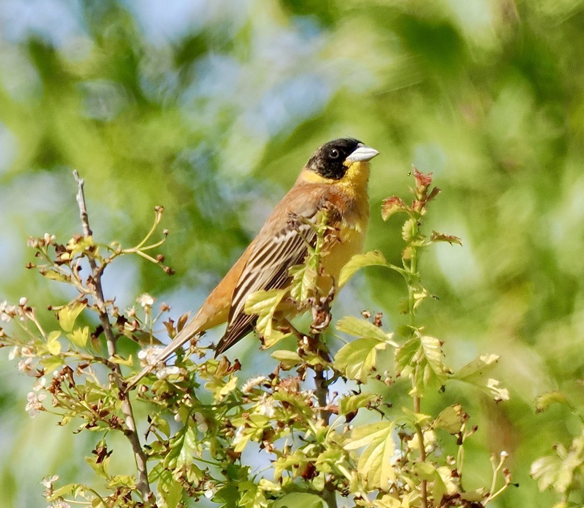 Ray O'Reilly (@oreillyreilly2) on Twitter photo This is one of the first Black-headed Buntings on Cyprus in 2023 Others will follow in the next few days We checked this site yesterday but overnight this bird had come in Bingo! <a href="/griffiths_lyn/">Lyn Griffiths</a> <a href="/rafaelmitch/">Rafael Mitchell</a> <a href="/RobRackliffe/">Rob Rackliffe</a> <a href="/KeithCutting/">keith cutting</a> #cyprusbirds This is one of the first Black-headed Buntings on Cyprus in 2023 Others will follow in the next few days We checked this site yesterday but overnight this bird had come in Bingo! <a href="/griffiths_lyn/">Lyn Griffiths</a> <a href="/rafaelmitch/">Rafael Mitchell</a> <a href="/RobRackliffe/">Rob Rackliffe</a> <a href="/KeithCutting/">keith cutting</a> #cyprusbirds
