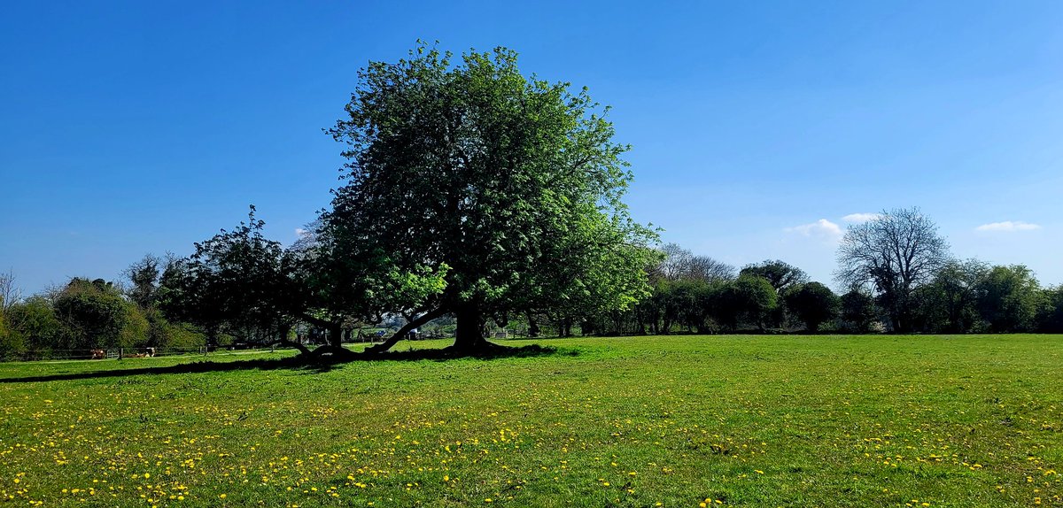 Good morning from the Frount Lawn @Mt_Briscoe  with one of my favourite #Chestnut #Trees . Growing up this tree and field was our play area woundedful memories.  And today realise how privileged we were .To have the freedom and space to play here . 

#MountBriscoeOrganicFarm