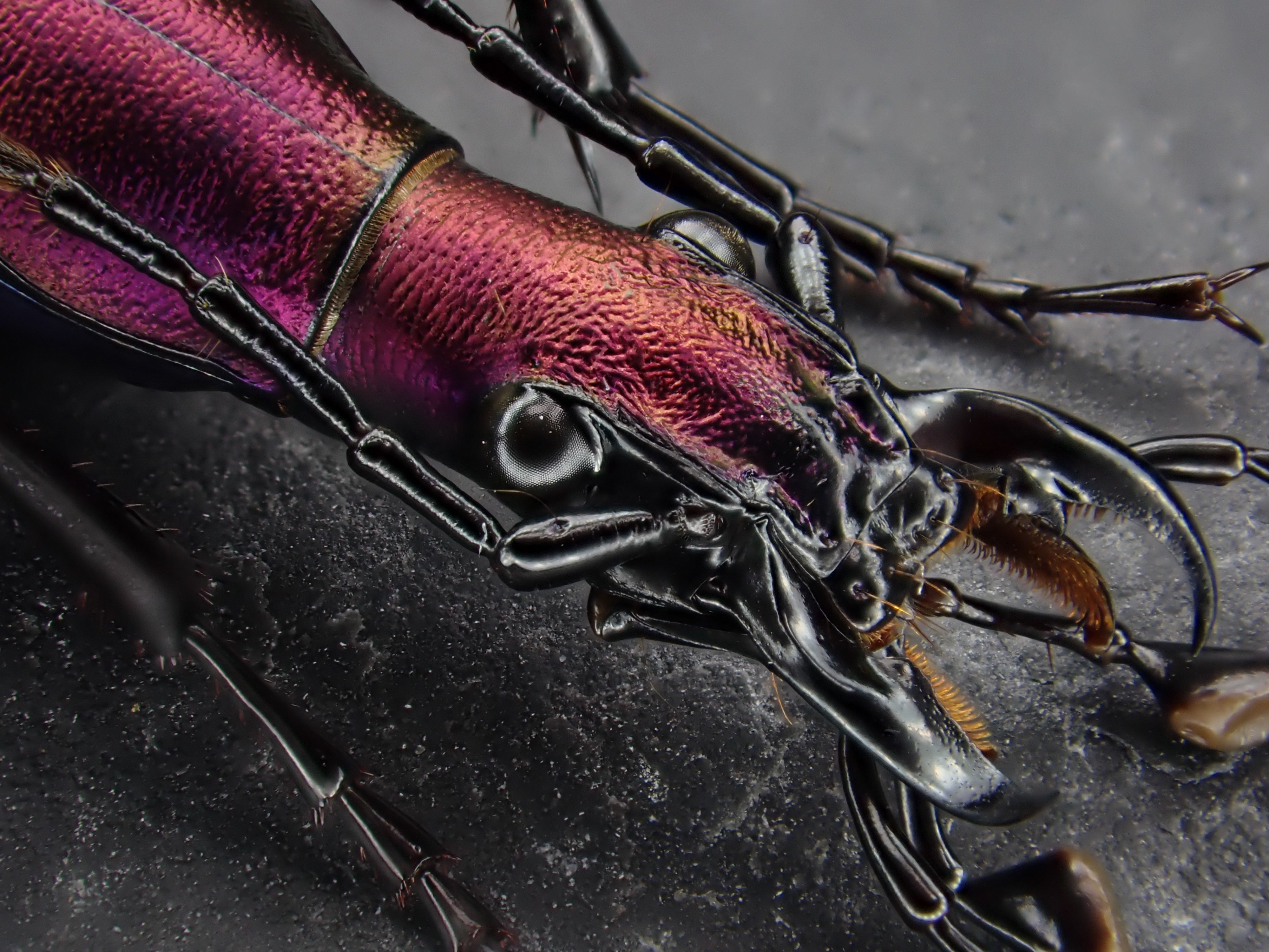 『片瞑り』~ Carabus blaptoides~ Snail-eating Beetle (Carabus blaptoides) · iNaturalist Canada