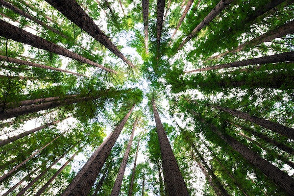 DimensionsMiHub's tweet image. 🌳 Plant a forest with us this #earthday! We're donating an acre of woodland in collaboration with The Woodland Trust to celebrate our move to #paperlessbilling

We're helping to protect the environment, plus our customers will have their statements at their fingertips. Win-win!