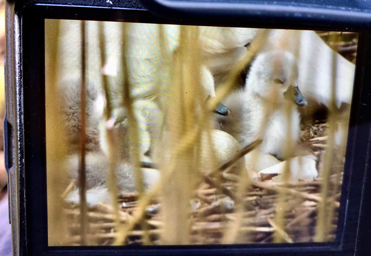 SwanwatchUk's tweet photo. ITS THE SWANWATCHUK CYGNETS DATA 2023 IS UNDERWAY
PLEASE SHARE PLEASE RETWEET
WE START THE OFFICIAL SWANWATCHUK CYGNETS COUNT SEASON IN #STAFFORDSHIRE, JUST BEEN SENT THE PIC.
4 out of 7 so far. #cygnets #swanwatchuk #swansnest #swansnesting #muteswans https://t.co/UCrJUM97Cz