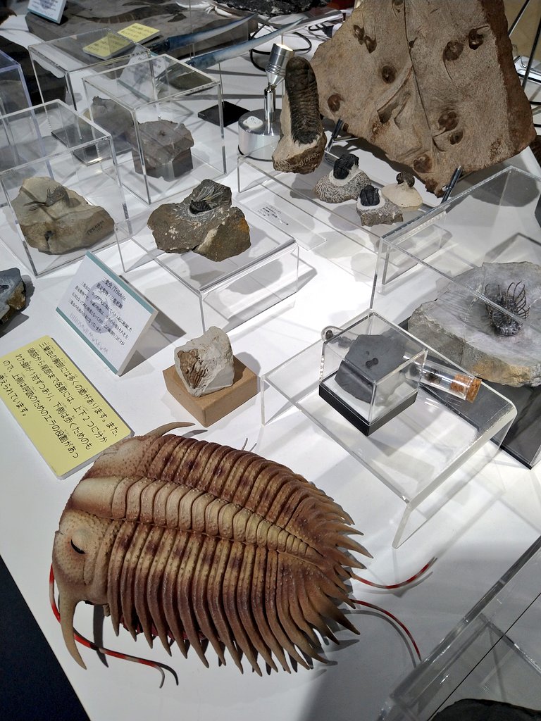 kaduki728's tweet photo. 画像貼り忘れたー！
明日もまだやっているので、化石などお好きな方はタグから検索して是非行ってみてください🤩✨ https://t.co/QgxSRgGzpL
