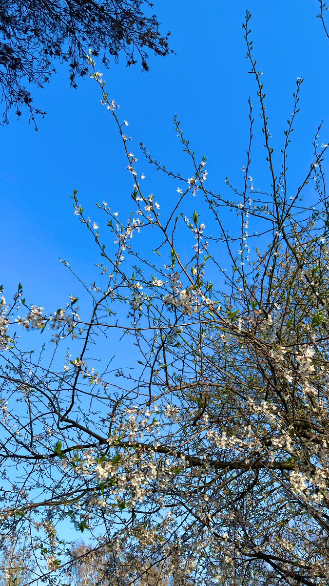 Gm Gm 💜💜💜 Saturday spring vibes. 

Breathe in, breathe out 🫶🫶 enjoy nature and sun ☀️