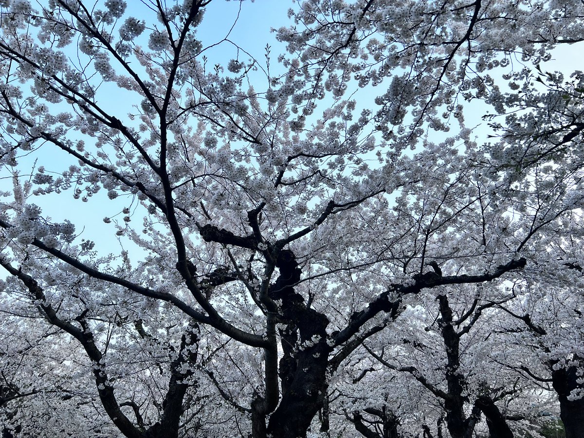 私の住む地域は今が満開です🌸

#桜満開