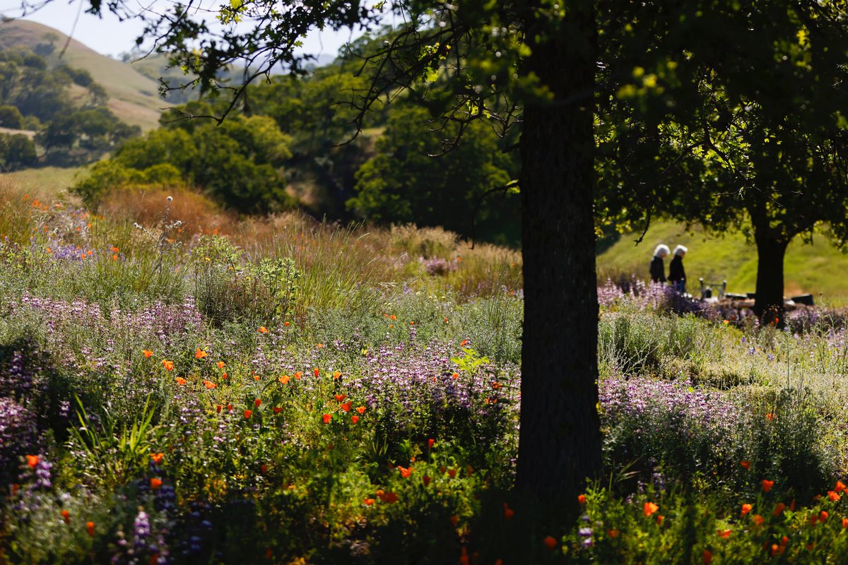 jachristian's tweet photo. I was on the super bloom beat this week. Can't complain! Check out this @sfchronicle map and some wildflowers this weekend 🌼🌸🌷 https://t.co/WKeHqV27ip https://t.co/knFg7rA0QL