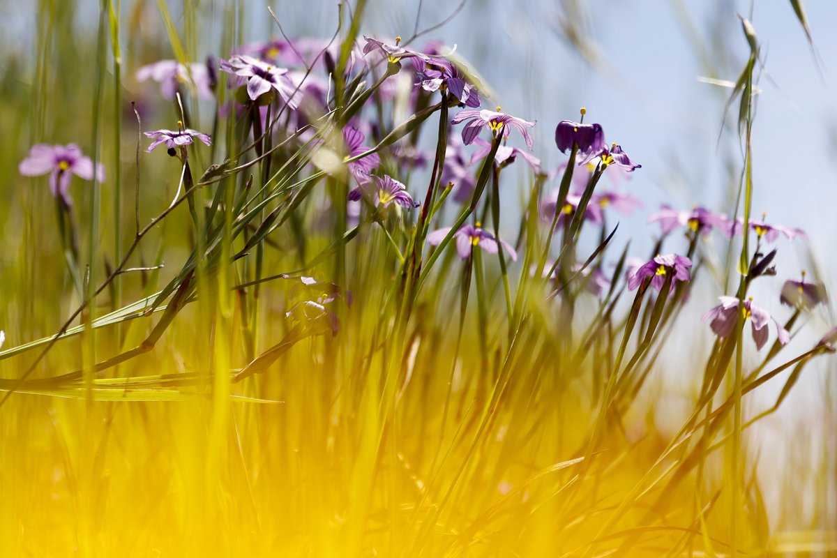 jachristian's tweet photo. I was on the super bloom beat this week. Can't complain! Check out this @sfchronicle map and some wildflowers this weekend 🌼🌸🌷 https://t.co/WKeHqV27ip https://t.co/knFg7rA0QL
