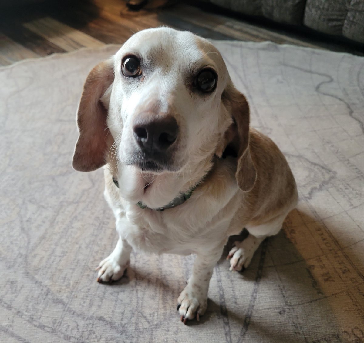 amyjauman's tweet image. Happy National Beagle Day! ❤️

#nationalbeagleday #beaglefreedomproject #endanimaltesting #endanimalcruelty