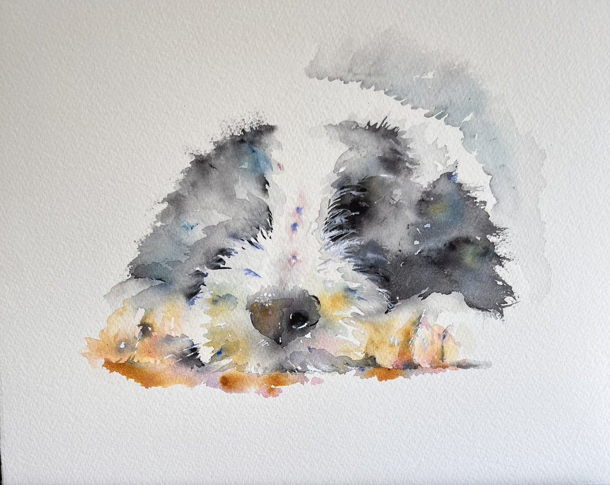 BeardedCollie  pup in watercolour 
#dogs #art #jeanhaineswatercolours