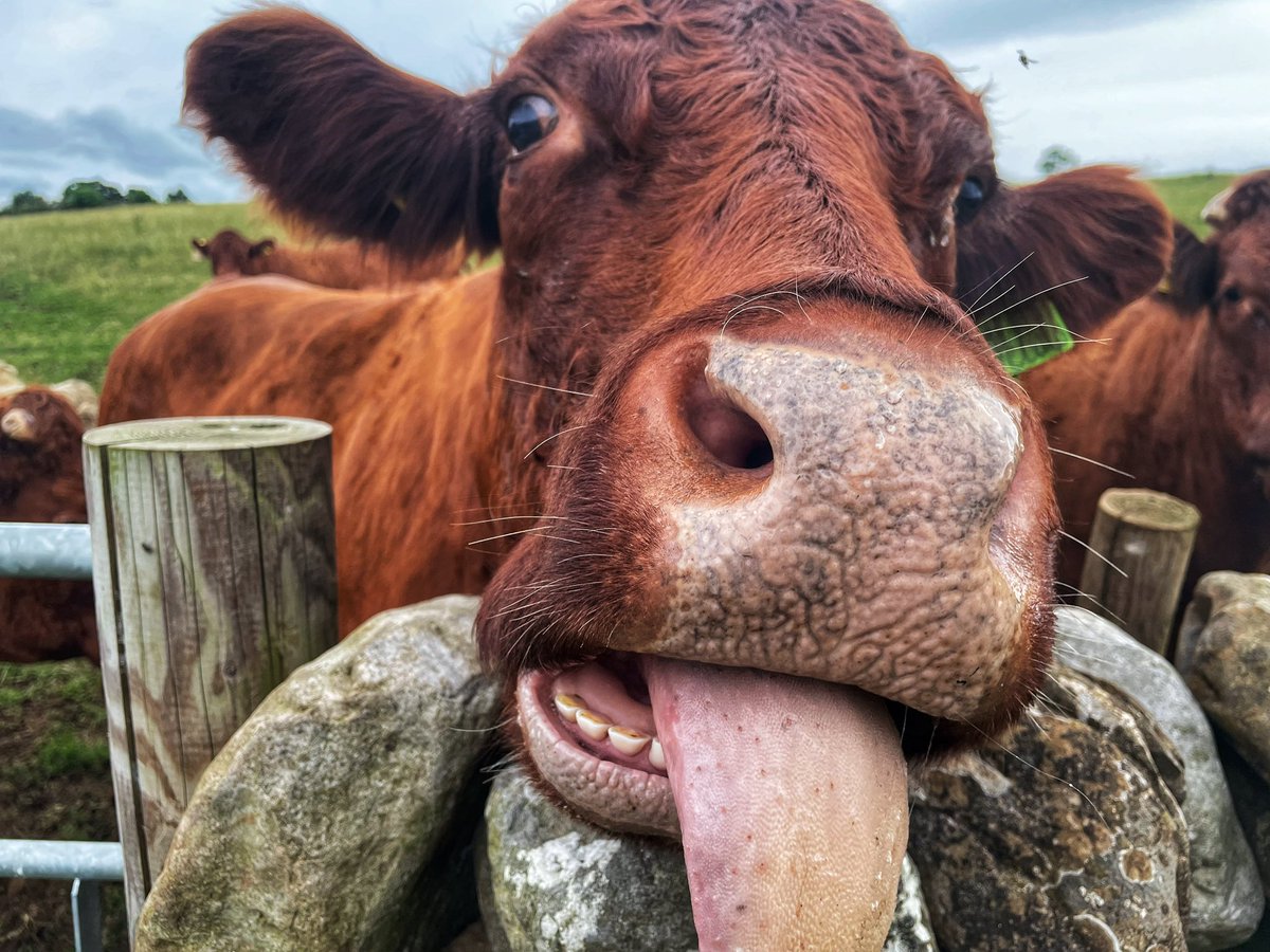 keswickbootco's tweet photo. If you See this in your news feed please give us a like or a RT as Twitter now hides anyone who hasn’t got blue tick 🔷thanks to @elonmusk #EarthDay #SmallBusiness 👍🥾🧦 https://t.co/XCrBRsuRR8