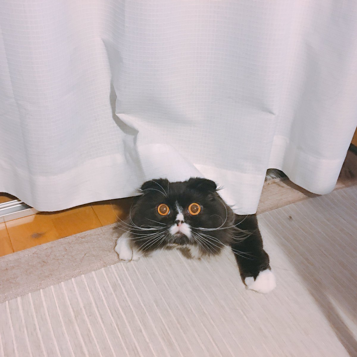 bioshoujou's tweet photo. #ここだけの話うちの子が1番

とにかく自由で色んな顔して面白い猫…
This is アインシュタイン https://t.co/VTsvaE5AxV