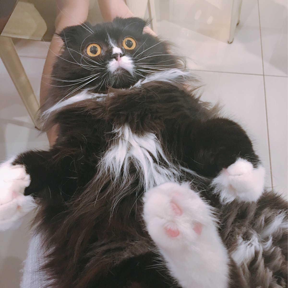 bioshoujou's tweet photo. #ここだけの話うちの子が1番

とにかく自由で色んな顔して面白い猫…
This is アインシュタイン https://t.co/VTsvaE5AxV