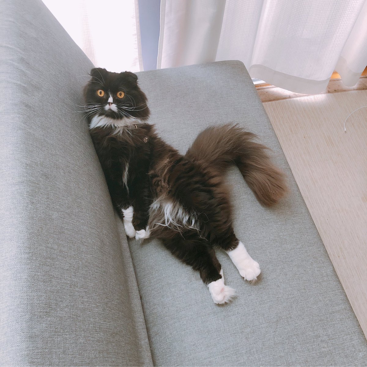 bioshoujou's tweet photo. #ここだけの話うちの子が1番

とにかく自由で色んな顔して面白い猫…
This is アインシュタイン https://t.co/VTsvaE5AxV