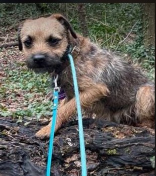 Please retweet to HELP FIND DOUGHNUT, MISSING/STOLEN #MOULSECOOMB #BRIGHTON #UK    
He could have been picked up and could be in another region now. Have you been offered him or seen someone with an adult, male Border Terrier?  
DETAILS  doglost.co.uk/dog-blog.php?d… #BorderTerrier