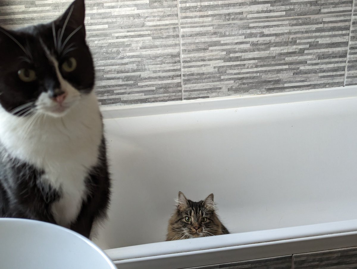 rescue_syd's tweet photo. This is how Pablo and I spend our Saturdays ๐๐คช #cats #CatsOfTwitter #CatsOnTwitter #catsofinstagram #blackandwhitecats #mainecoon #TABBY #tabbytroop #catsinbaths #Caturday #SaturdayVibes #SaturdayMood #rescuecats #catoftheday https://t.co/EHfm6HGi6B
