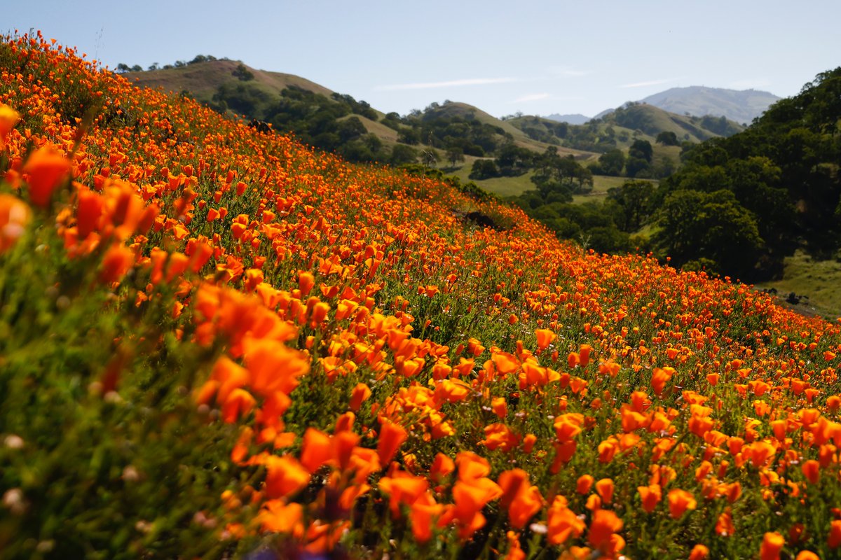 jachristian's tweet photo. I was on the super bloom beat this week. Can't complain! Check out this @sfchronicle map and some wildflowers this weekend 🌼🌸🌷 https://t.co/WKeHqV27ip https://t.co/knFg7rA0QL