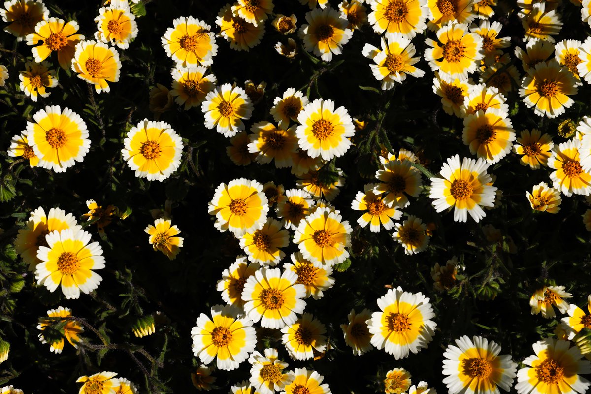 jachristian's tweet photo. I was on the super bloom beat this week. Can't complain! Check out this @sfchronicle map and some wildflowers this weekend 🌼🌸🌷 https://t.co/WKeHqV27ip https://t.co/knFg7rA0QL