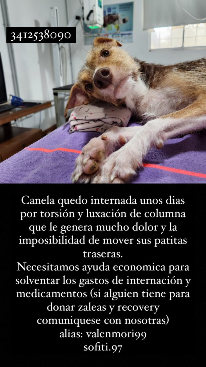 Valumori's tweet photo. por favor difundan y ayuden🥺 https://t.co/PAdcIgIzoO