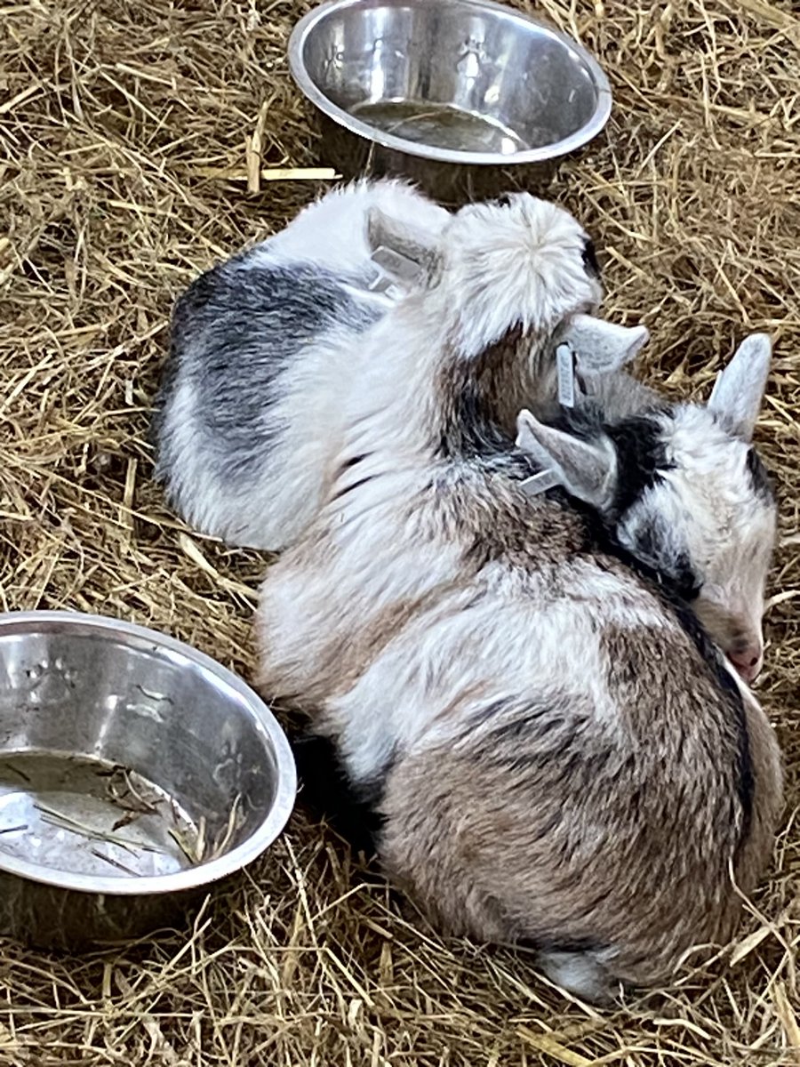 Volunteering for @airambulancekss at @bluebellwalk and get the bonus of seeing baby goats snuggling 😍 Fundraising for KSS here all weekend, come along, enjoy the scenery & lovely lunch/cakes too!