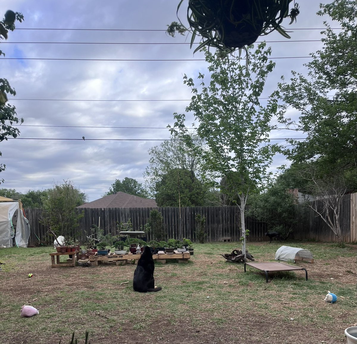 maarleysf's tweet photo. Hay 3 perros en esta foto, encuéntralos todos 😂 https://t.co/aN4xcgU9qw