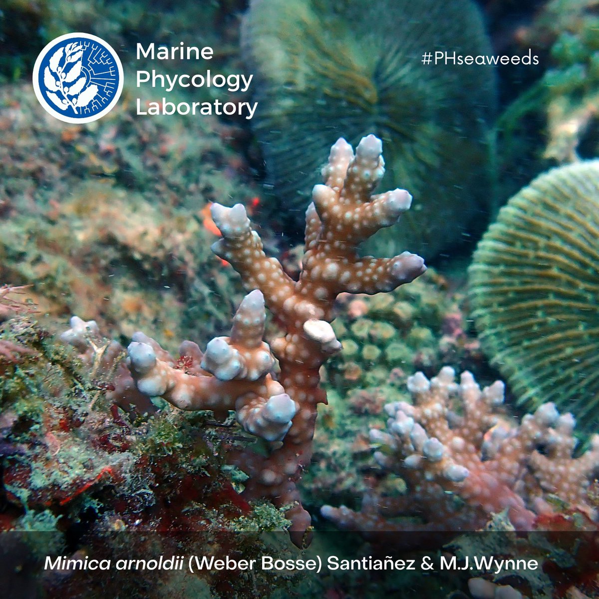 Marine Phycology Laboratory tweet media