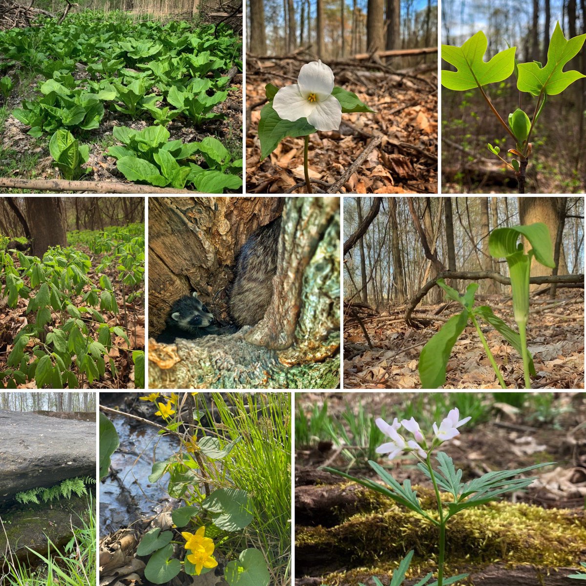 west_creek's tweet photo. Loving these staff finds on our protected lands
#EarthDayIsEveryDay #NativePlants
Thank you for your support that helps us protect these amazing places and spaces #GenerationalSupport #LegacyGift https://t.co/N2oswj0fWS