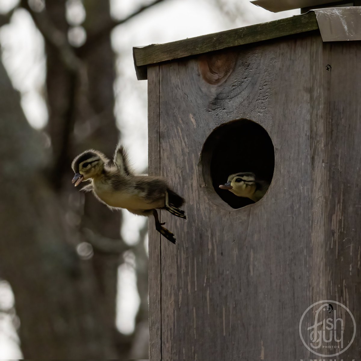 What a way to start off #earthday2023 ! My #woodducks hatched and left the box this morning. 13 chicks made leap to the ground so mamma can walk them to the river. Thanks to everyone who watched the live streams. I'll be working on some video segments later this week.